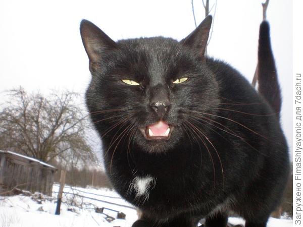 Фото кошки, которое не удалось вставить в прошлый пост- очередь до него не дошла