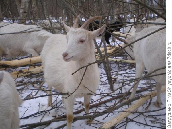 Козка пучка в окрестностях деревни
