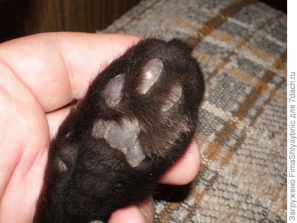 Потертая подушка лапы у кошки Багиры