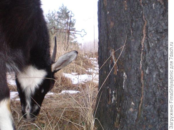 Козы могут и потеряться