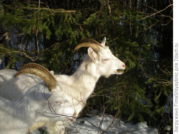 Целеустремленные козы