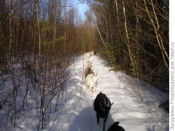 Февральский лес
