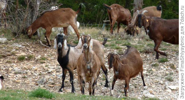 Нубийские козы на прогулке. Фото с сайта anglonubiangoatsociety.com