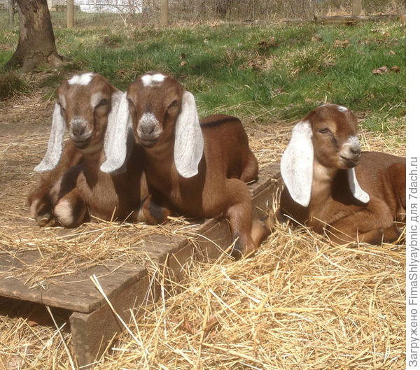 Нубийские козлята. Фото с сайта tpoplarwoodfarm.com