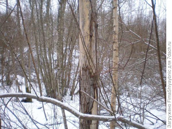 Поеденная лосем осина