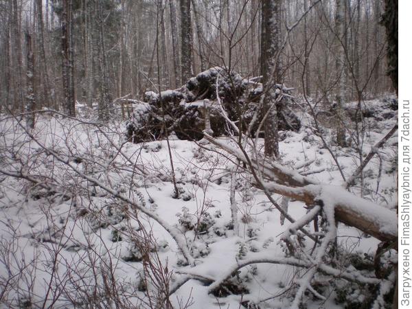 Корни дерева