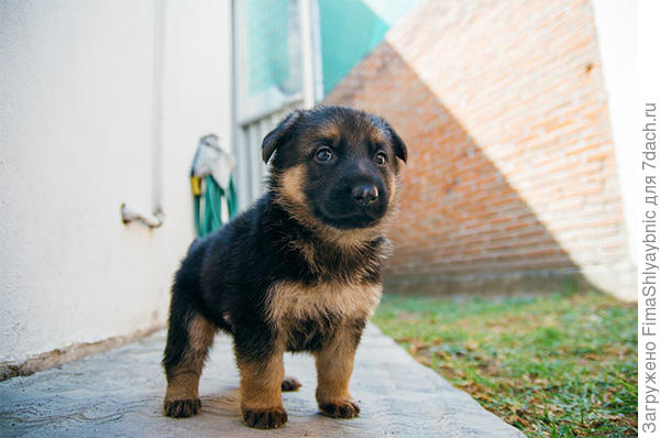 Щенок немецкой овчарки. Фото с сайта dogtime.com