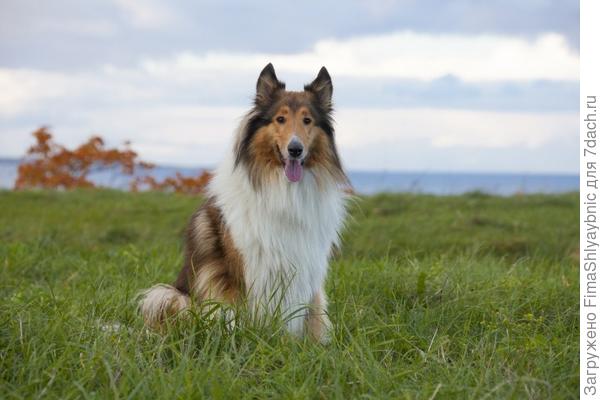 Собака, очень красивая колли. Фото с сайта dogbehaviors.net