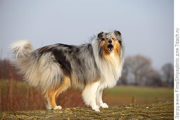 Колли на лужайке. Фото с сайта dogtime.com