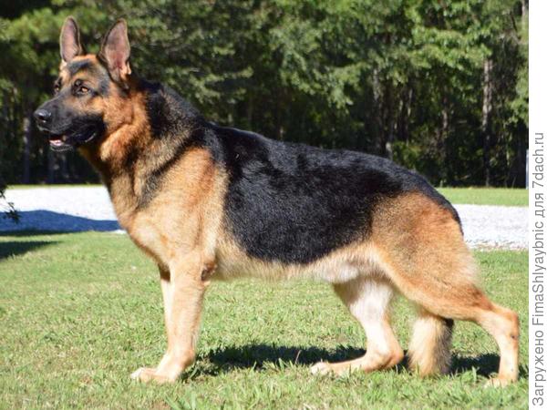 Немецкая овчарка. Фото с сайта akc.org