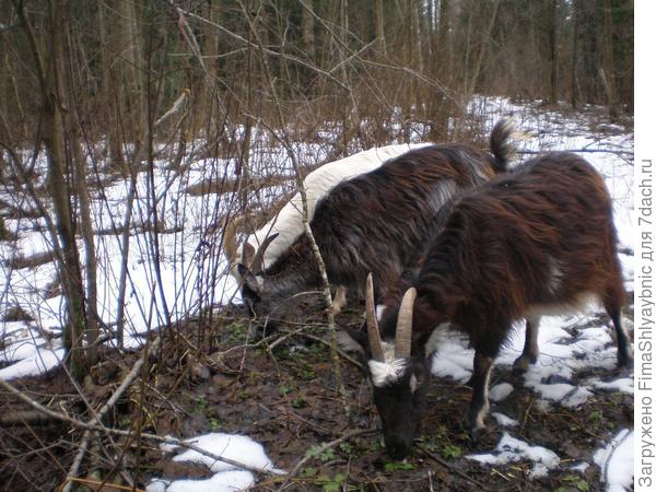 Среди подружек, 3305 в центре. Схватки в самом разгаре