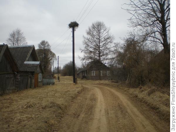 Аисты уже прилетели