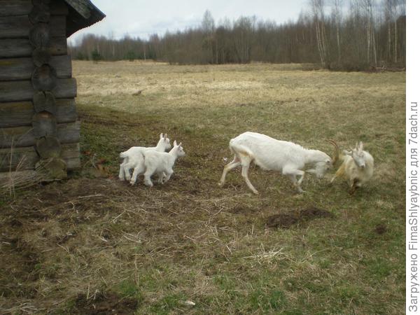 Маруся и козлята. Принцесса теперь отбадывается со страшной силой. Вот и все материнство