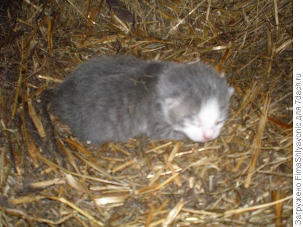 Котенок Багиры