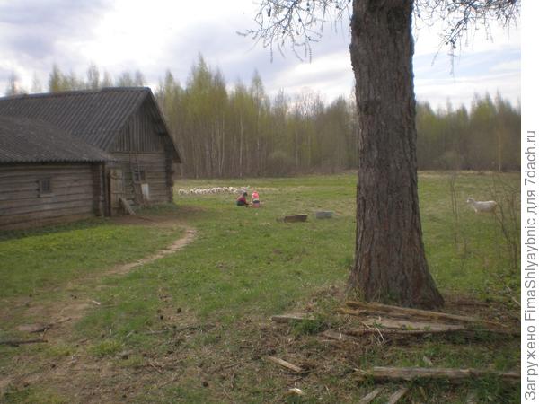 Дети и козлята в деревне Вярьмово. 2017 год. Справа - коза-подросток Колбаса
