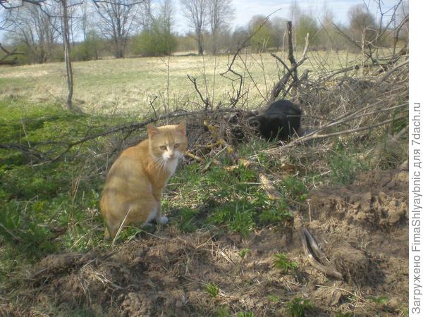 Кошка Багира (черная) с подругой