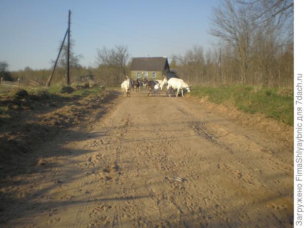 Козы в Вярьмово