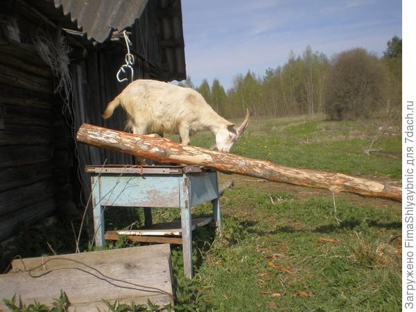 Доильный станок - это очень просто. И удобно