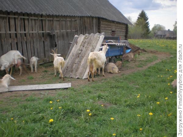 Приезд шифера
