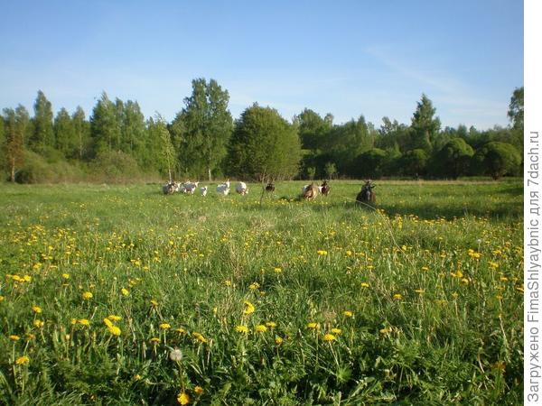 Козы солнечным днем