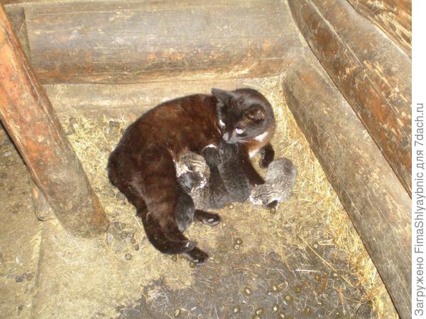 Вот ситуация с кошкой