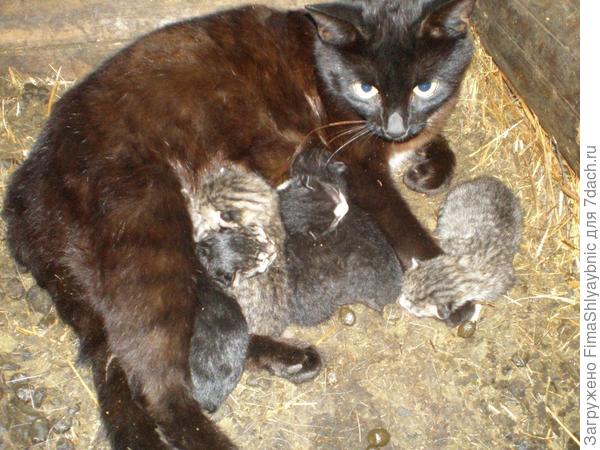 Багира и котята в хлеву