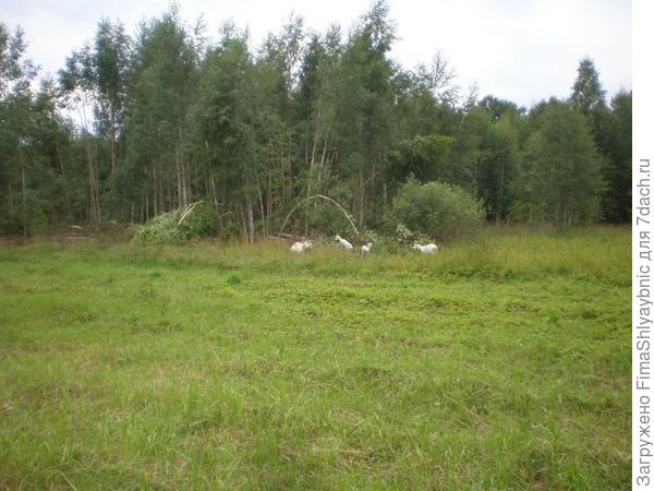 Козы и березы