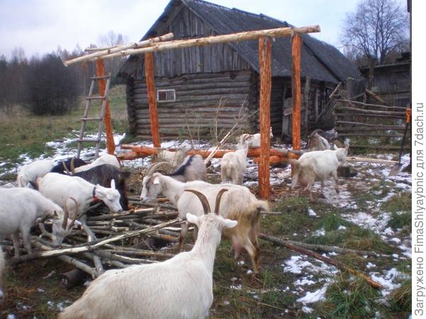 Немного снега и козы