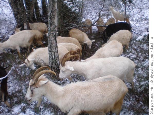 Козы наполняют осенний лес звуками