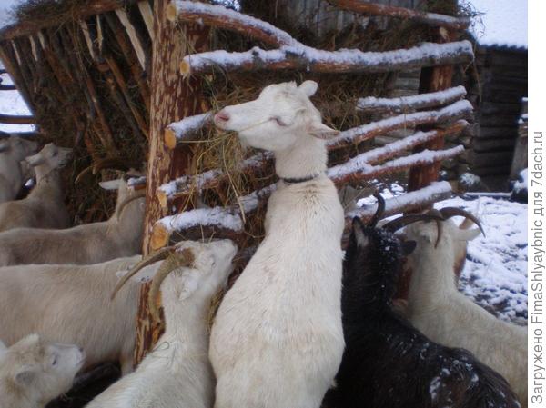 Кормушка и козы