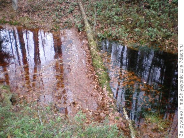 Листья и вода