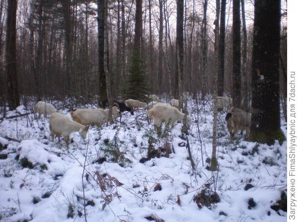 Козы на Дальнем болоте 3 декабря