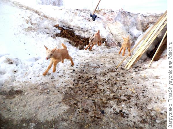Жизнерадостные козлята зимой