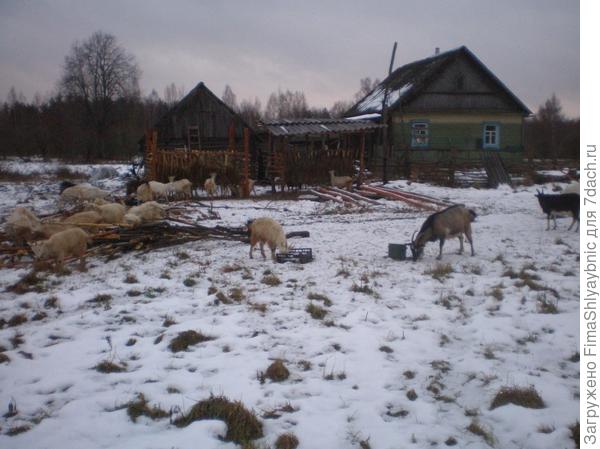 Несколько коз зимой в декабре