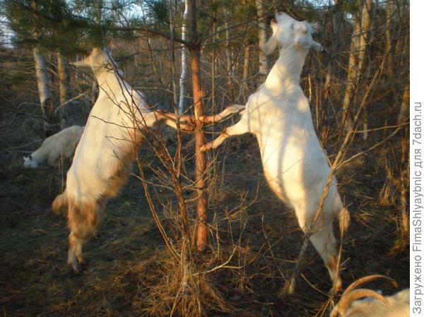 Сосенка и козы