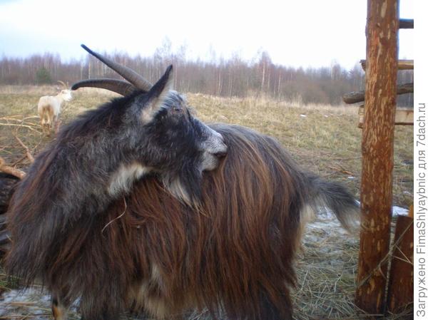 Дашка возле кормушки с сеном