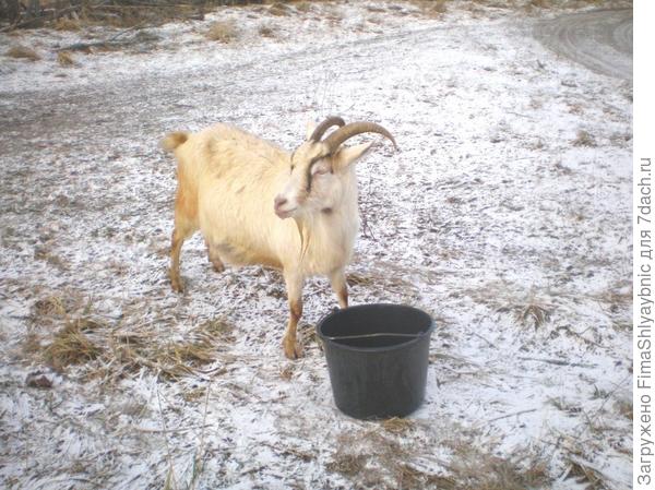 Коза Белка и ведро с водой