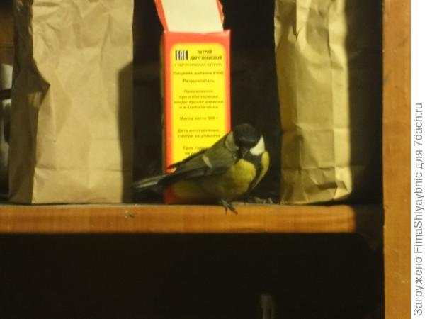 Птица, которая живет у меня