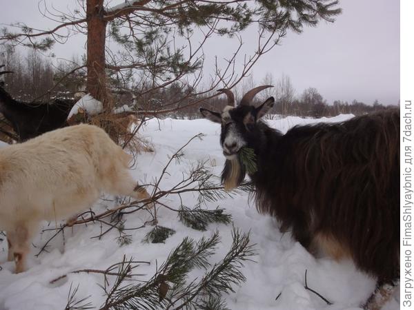 Даше нужно много витаминов! Скоро она родит козлят