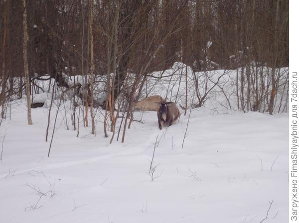 Козы ползают по снегу. Псковская область.