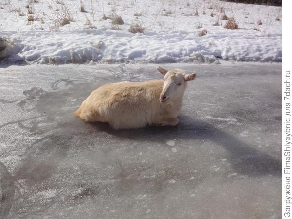 Молодая коза на льду. Без помощи она не встанет