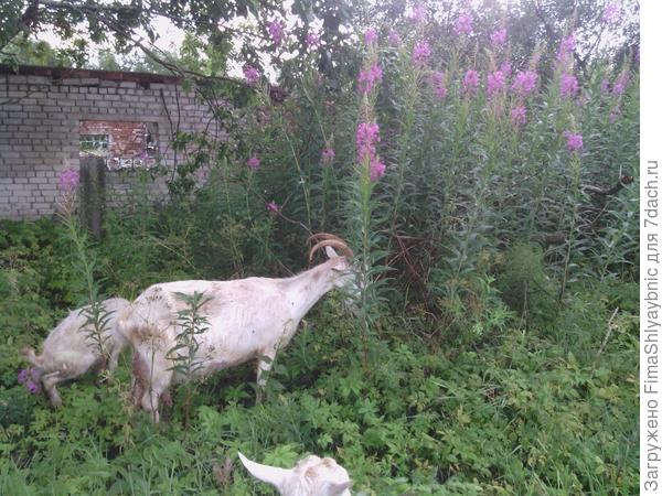 Коза с козленком и заросли иван-чая