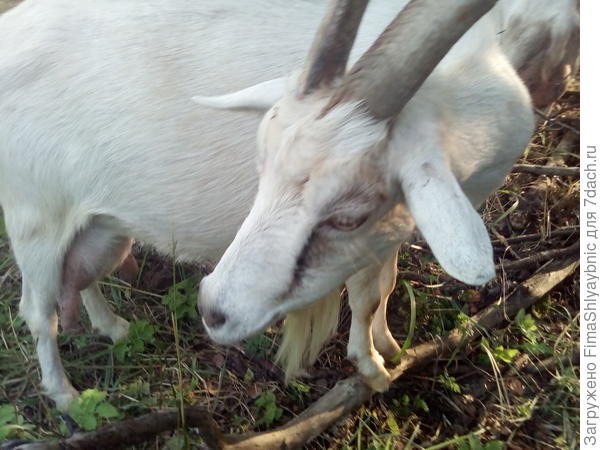 Коза Хлорка, она же Лорка, она же  L&#39;Oréal Paris