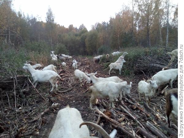 Лесная дорога