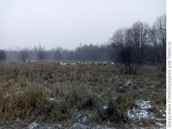 Козы в тумане