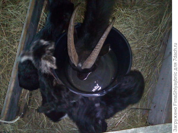 Барака и козлята