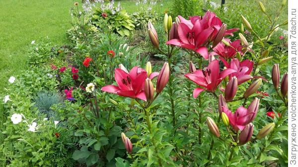 Наши цветочки)