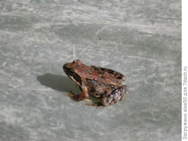 Лягушка на моем парнике