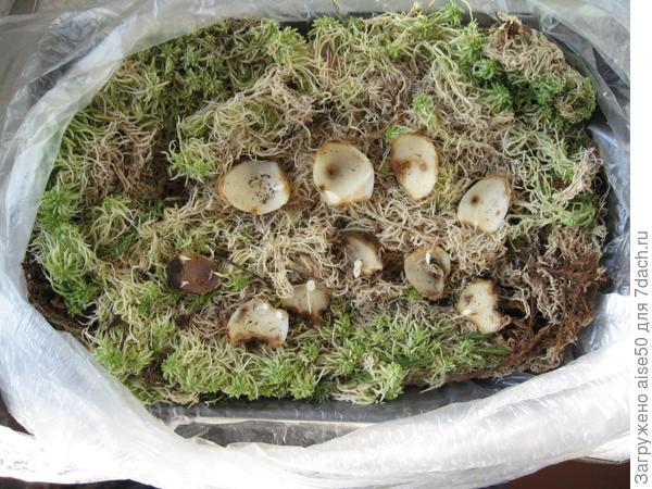 чешуйки лилии в сфагнуме