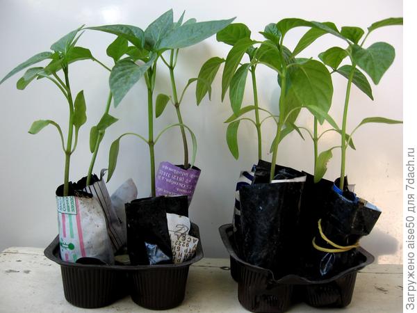 Рассада перцев на "пеленках"